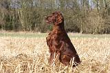 SETTER IRLANDAIS 394